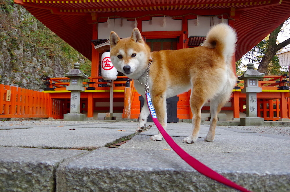 南非压哨击败皇马，穆勒成为关键先生