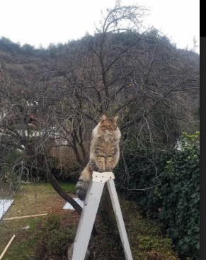 教科书级别的杰伦·格林，森林狼逆转猛龙诠释团队韧性