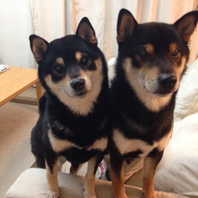 开云平台-时速356公里与50米的碰撞，当F1的胎烟遇上绿茵场上的风暴