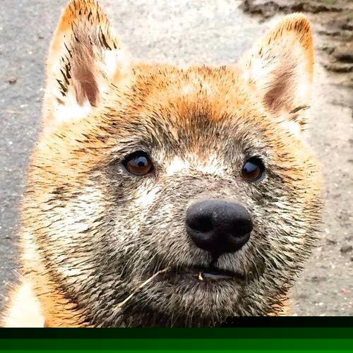 双线崩盘，英超争冠关键阶段，欧联杯惨败折射利物浦深层危机