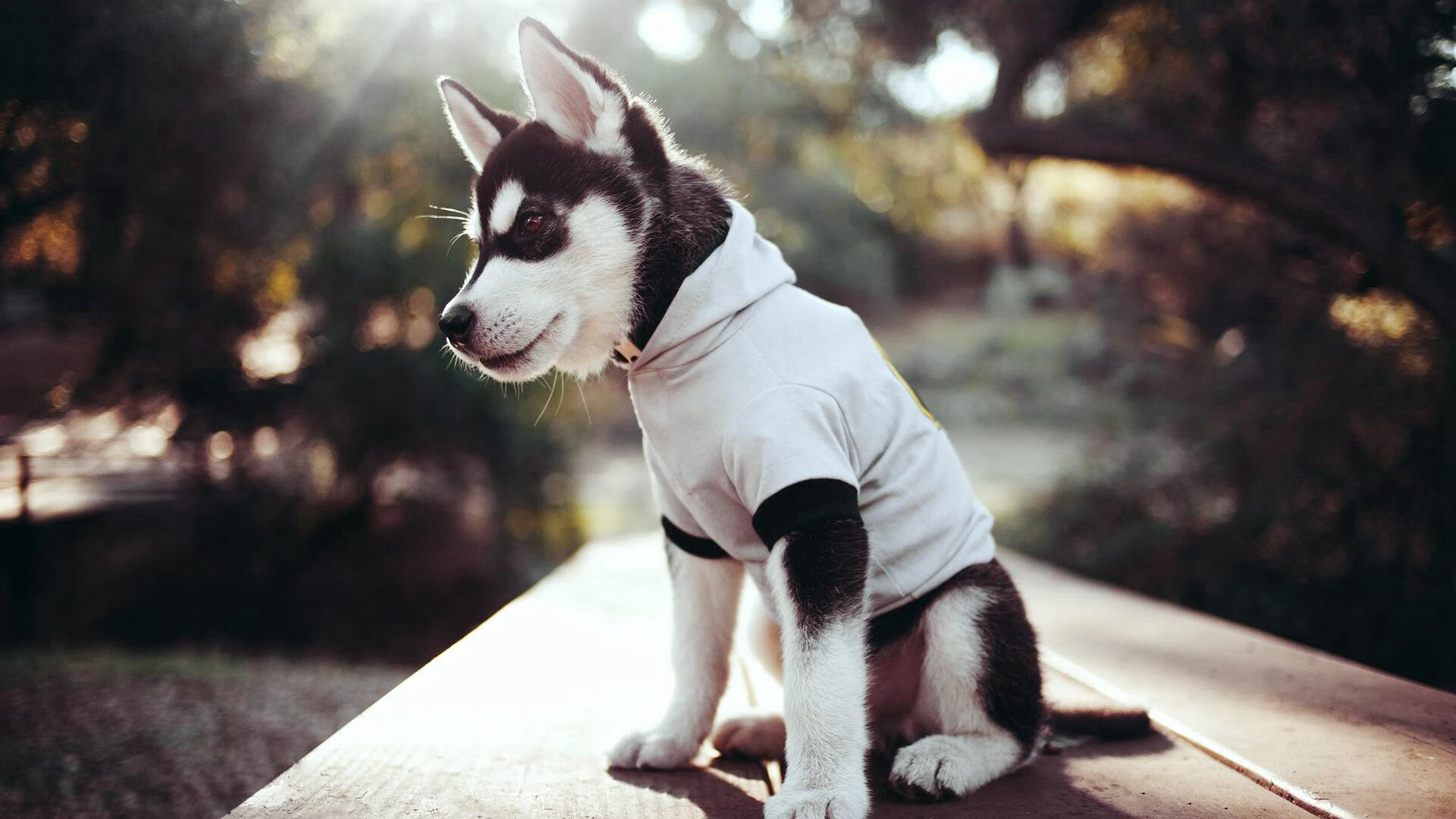 黄蜂之刺贯穿山西队心脏，布伦森从沉默刺客到关键先生的封神一夜