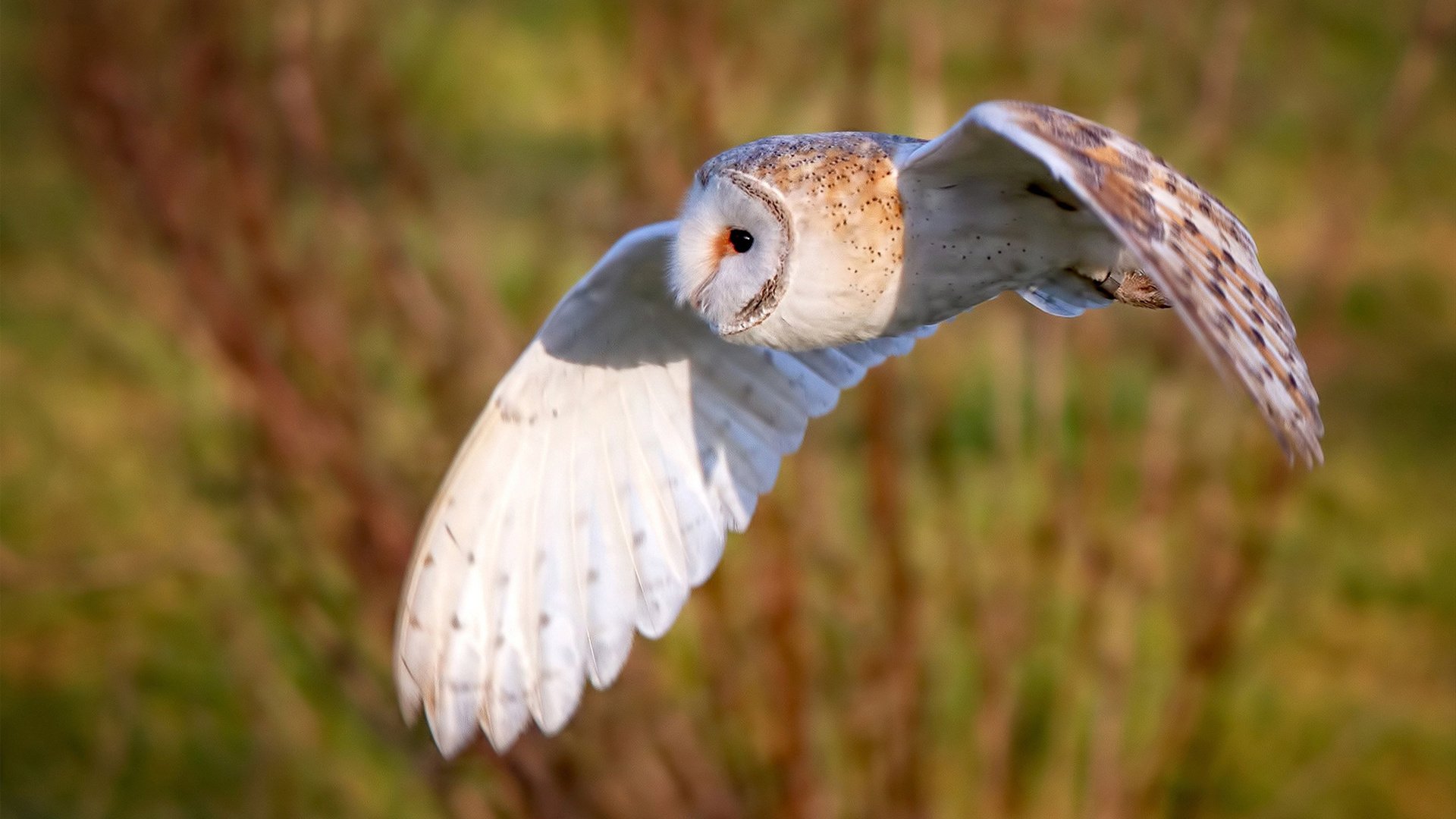 皮克化身诺坎普之神！突尼斯生死战惊天逆转贝蒂斯，巴萨老臣成关键先生