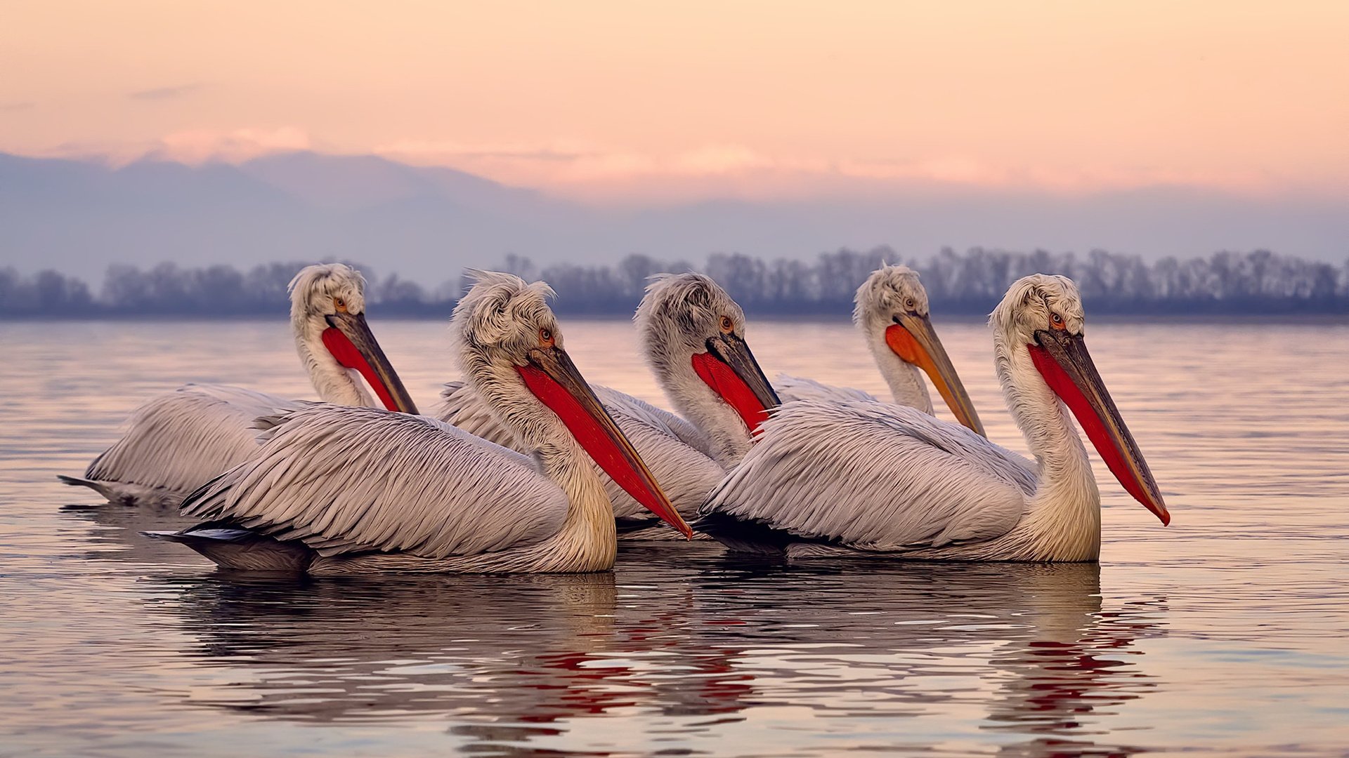 双线叙事，南美铁壁与欧洲中场主宰的足球哲学