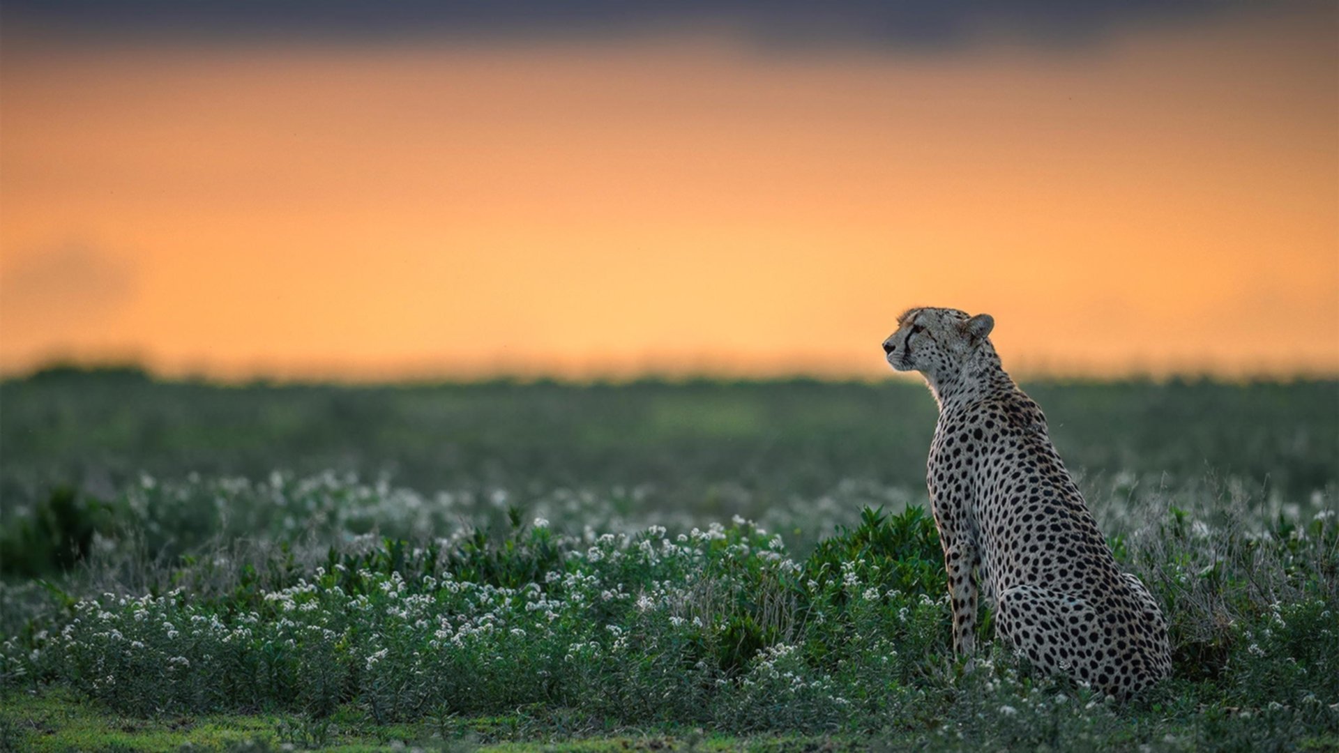 切尔西客场制霸威尔士，绿茵焦点战背后的秩序重铸