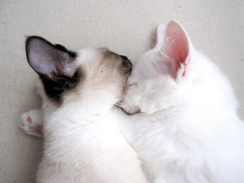 开云体育APP下载-生死战中的璀璨巨星，拉文爆发助老鹰力克森林狼