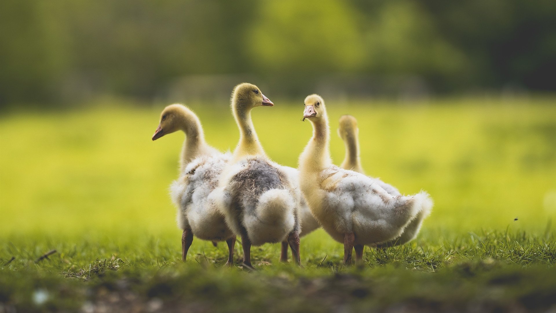 坠落与升腾,莱比锡之夜与若日尼奥的自我救赎