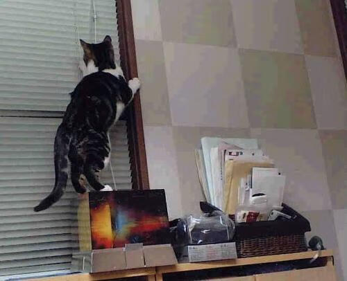 开云体育官方网站-楚阿梅尼的盾与米兰的剑，一场不可能对决中的征服与救赎