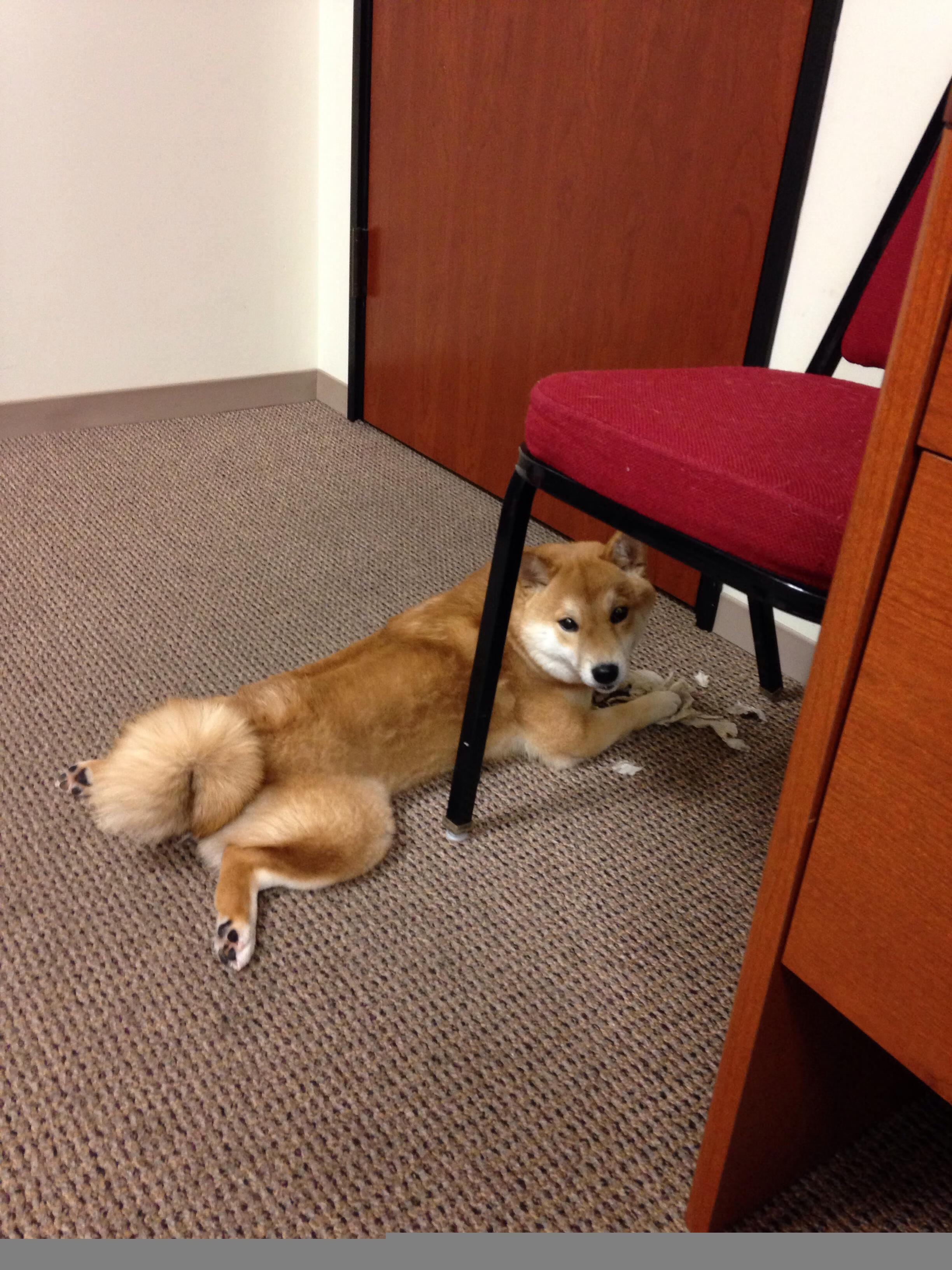 开云体育平台APP-圣马梅斯惊雷，当毕尔巴鄂的钢铁交响曲，由蒂亚戈的灵魂指挥