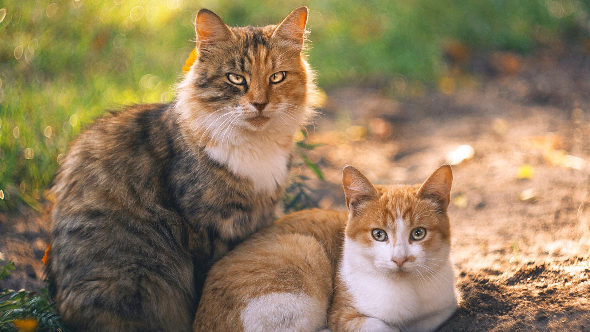 德国战车狂胜拉齐奥,努涅斯压力下完成爆发