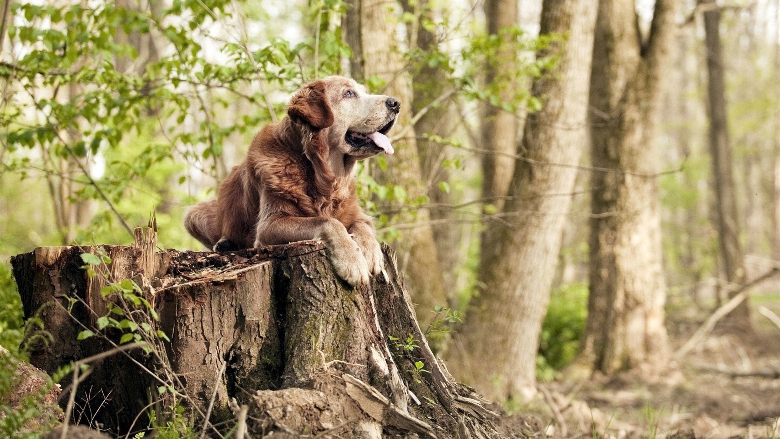 开云下载-浙江广厦爆冷击败多伦多猛龙，克莱·汤普森上演王者归来