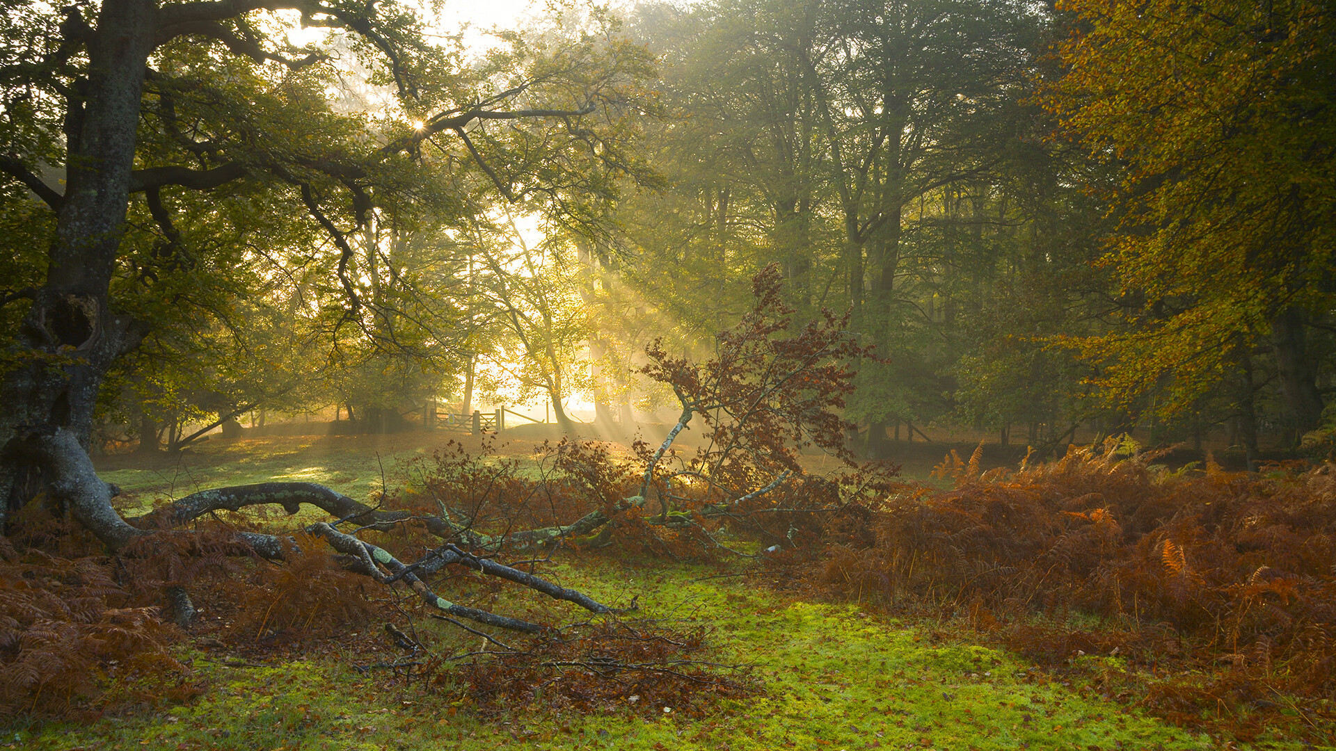 德国战车碾压玻利维亚，梅西魔术献制胜一击