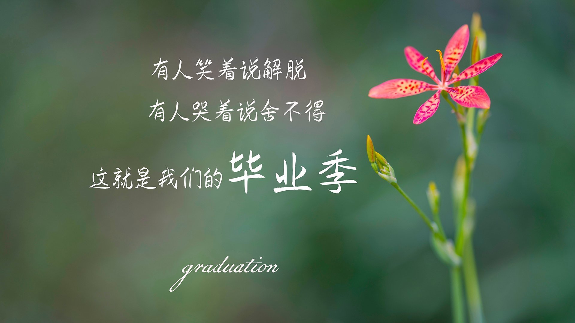 新旧力量的对撞,贝林厄姆爆发与卡塔尔逆转背后的足球版图变迁