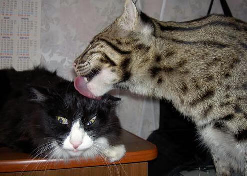 德甲争冠战之夜，布伦森完美发挥，铸就冠军之路