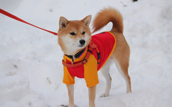 从桑巴之殇到斗牛士之舞，当足球告别最后的古典10号