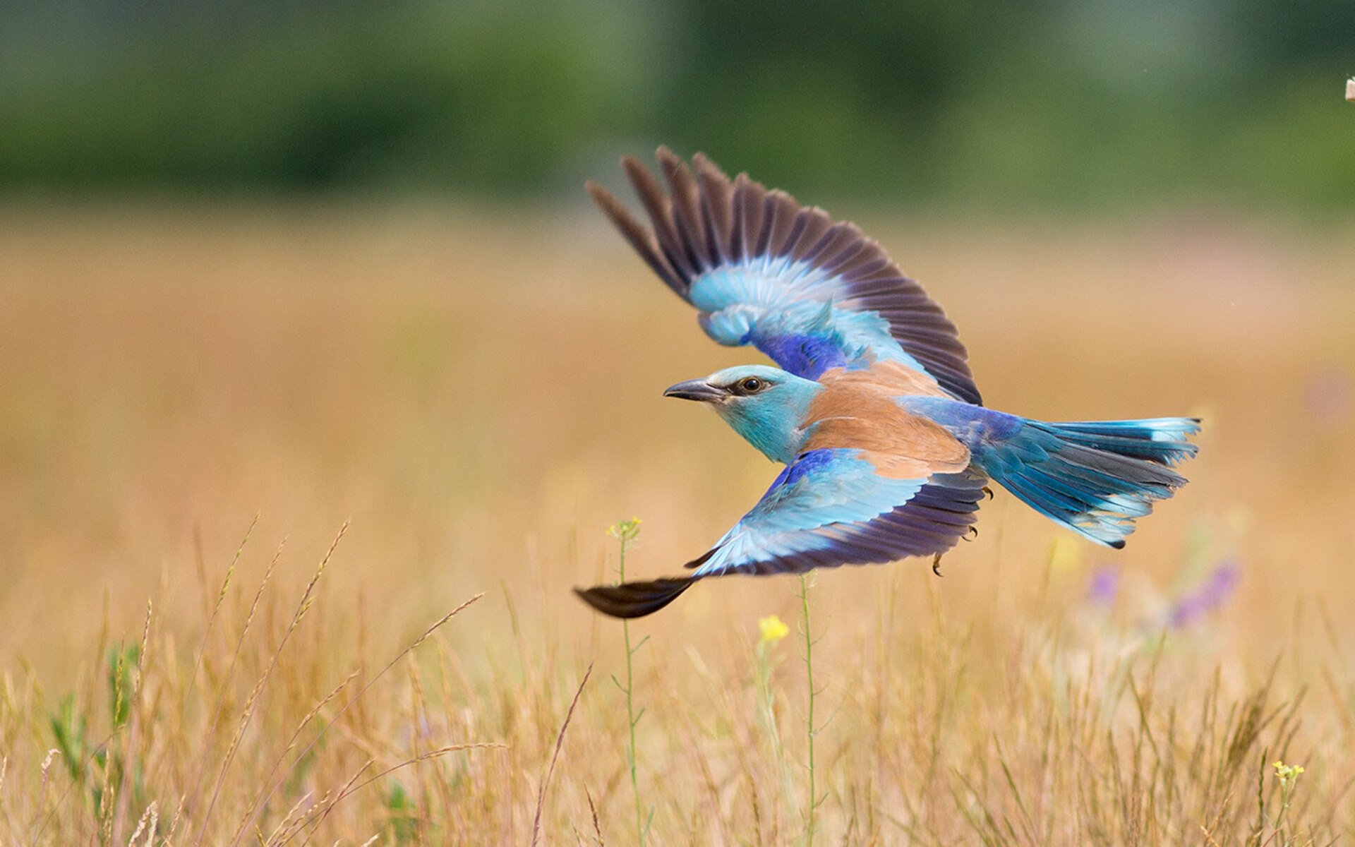 -爵士锁链锁死篮网，德罗赞利刃统治全场，冰与火之歌奏响胜利交响