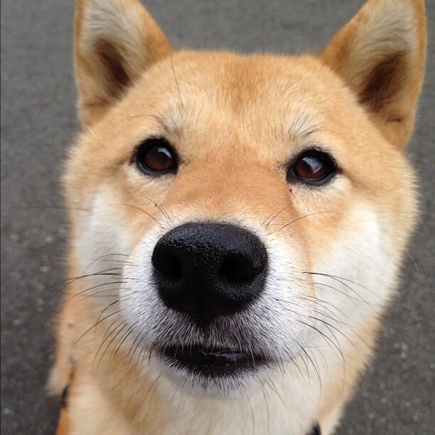 中场变局,基米希破局爆发与多特蒙德战术机器如何精密压制尼斯