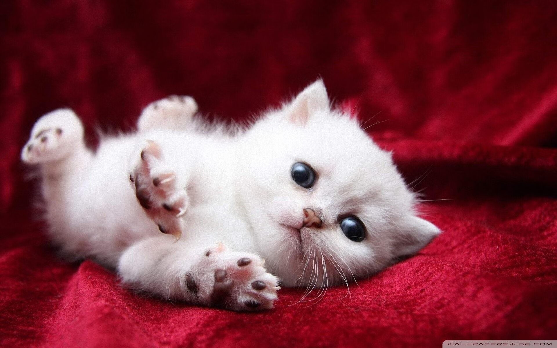 足球场上的双面镜像,奥地利绝杀背后的京多安逻辑