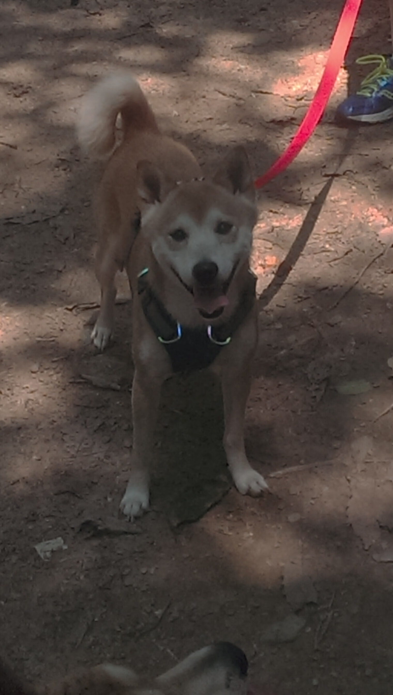 开云体育-杰伦格林44分撕裂风城！鹈鹕加时血拼险胜公牛