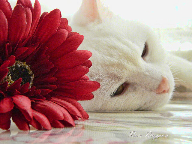 哈利伯顿狂飙进攻端无人可挡，老鹰团队篮球哲学彻底淘汰山西