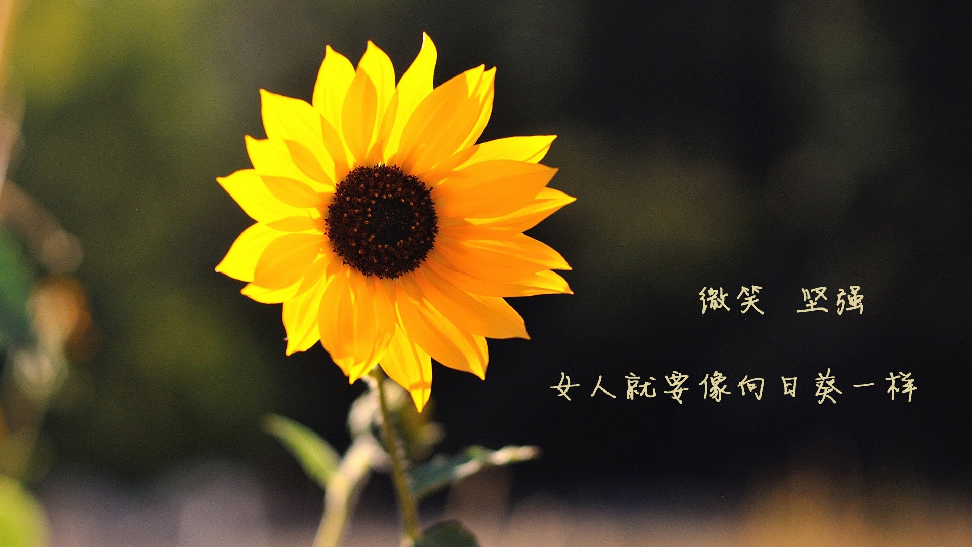 开云体育app-斗牛士绝地反击，坎塞洛一剑封喉，西班牙2-1力克秘鲁抢占B组先机
